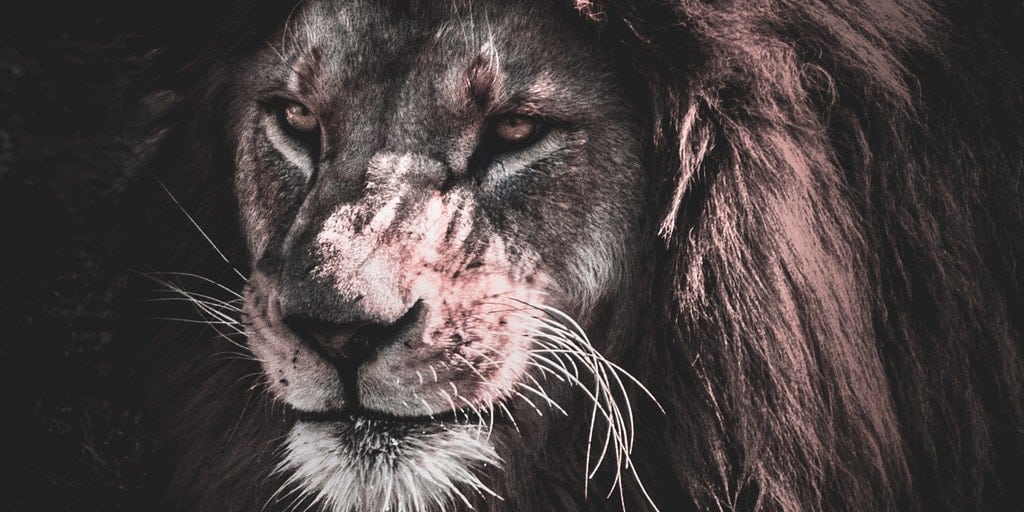Lion Tamers and Kitten Wranglers Ops Boss Blog